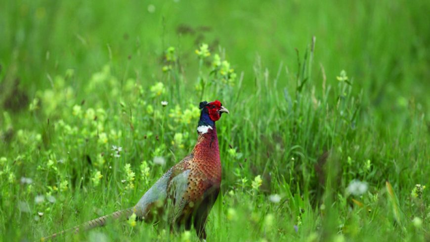 Mélanges biodiversité