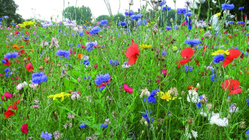 Mélange terrains secs fleurs seules