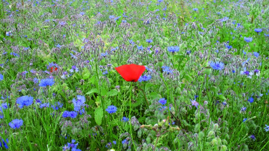 Mélange fleurs sauvages avec graminées