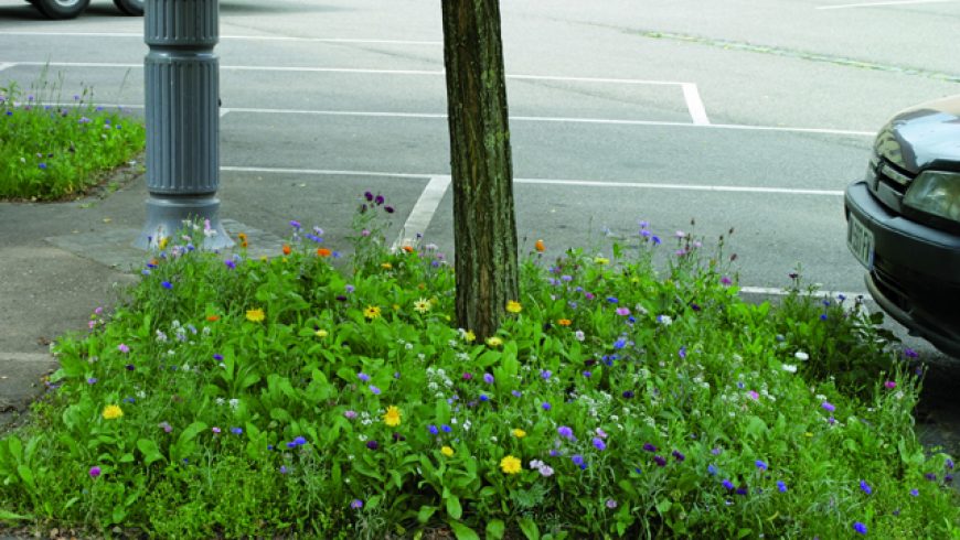 Mélange pieds d’arbres annuelles et vivaces