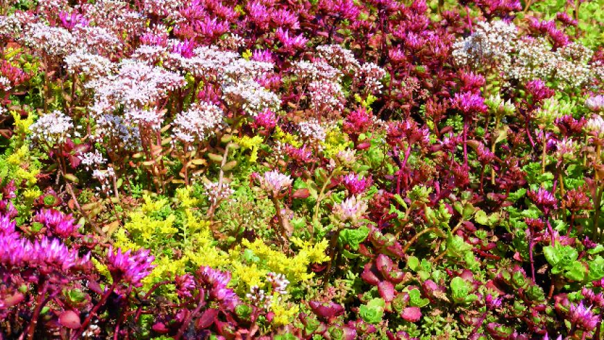 Mélange sedums et vivaces