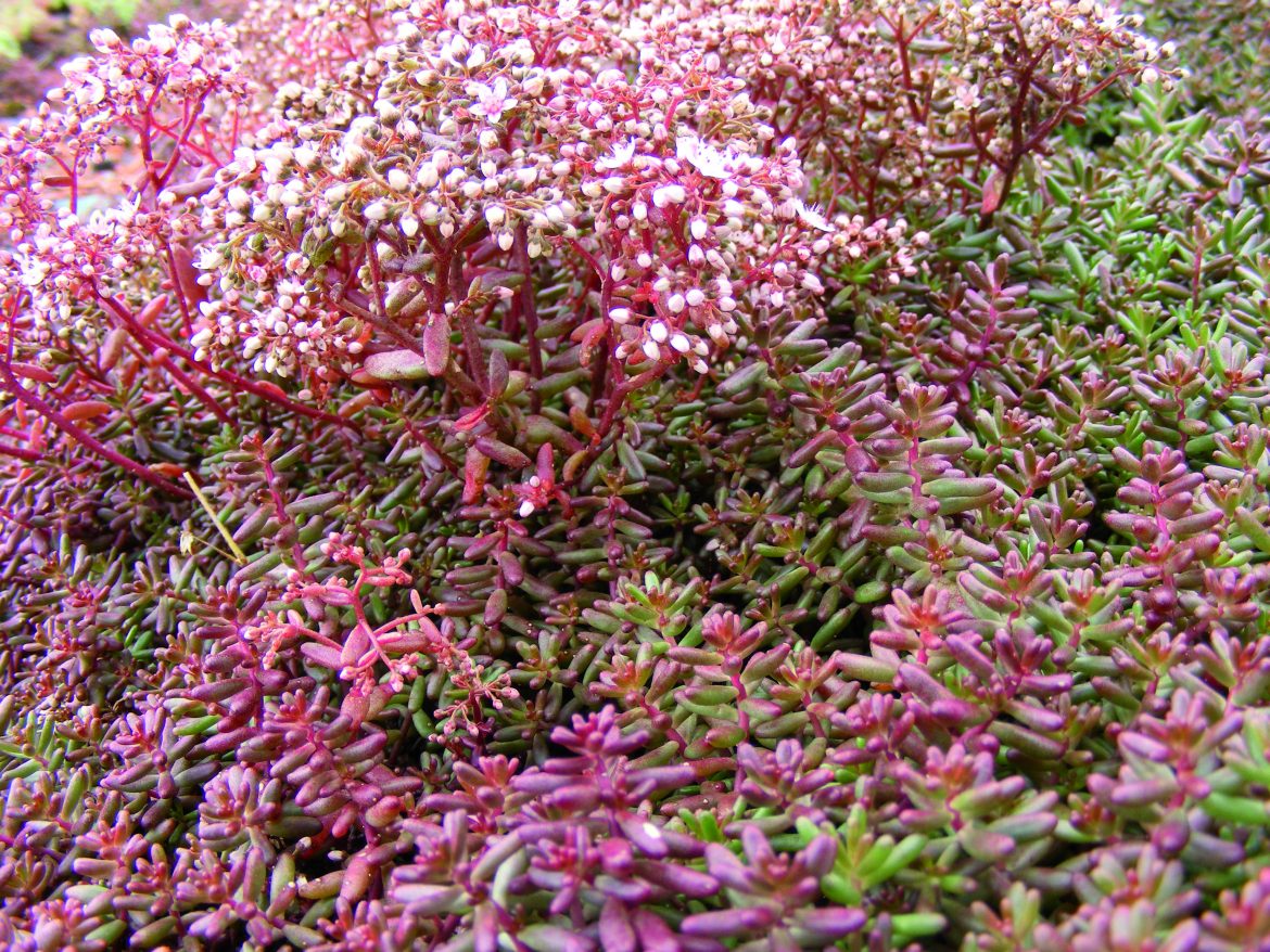 sedum_03_GV.jpg